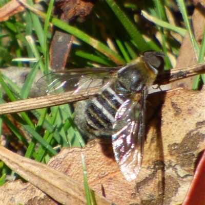 Villa sp. (genus) (Unidentified Villa bee fly) at Mount Stuart, TAS - 21 Dec 2024 by VanessaC