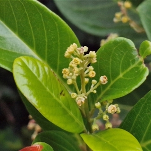 Unidentified Other Shrub at Port Macquarie, NSW by trevorpreston