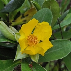 Hibbertia sp. at Port Macquarie, NSW - 30 Dec 2024 by trevorpreston