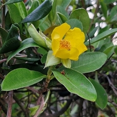 Hibbertia scandens at Port Macquarie, NSW - 30 Dec 2024 07:49 PM