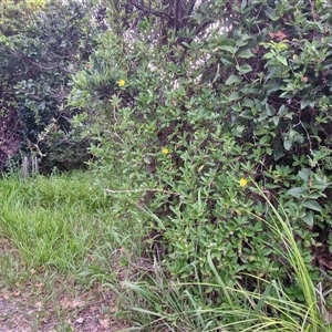 Hibbertia scandens at Port Macquarie, NSW - 30 Dec 2024 07:49 PM