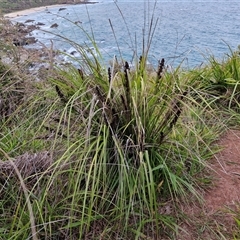 Gahnia aspera (Red-berried Saw-sedge) at Port Macquarie, NSW - 30 Dec 2024 by trevorpreston