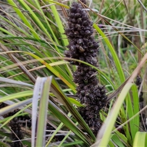 Gahnia aspera at Port Macquarie, NSW - 30 Dec 2024