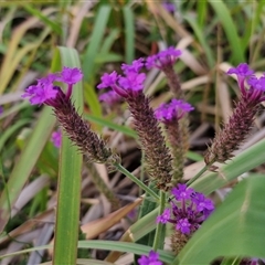 Verbena rigida (Veined Verbena) at Port Macquarie, NSW - 30 Dec 2024 by trevorpreston