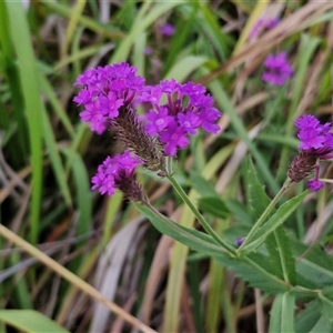 Verbena rigida at Port Macquarie, NSW - 30 Dec 2024 07:47 PM