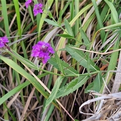 Verbena rigida at Port Macquarie, NSW - 30 Dec 2024