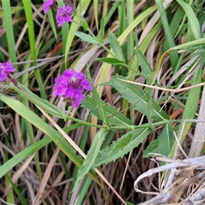 Verbena rigida at Port Macquarie, NSW - 30 Dec 2024