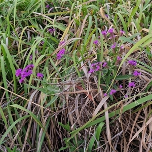 Verbena rigida at Port Macquarie, NSW - 30 Dec 2024 07:47 PM