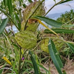 Gomphocarpus physocarpus (Balloon Cotton Bush) at Port Macquarie, NSW - 30 Dec 2024 by trevorpreston