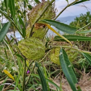 Gomphocarpus physocarpus at Port Macquarie, NSW - 30 Dec 2024