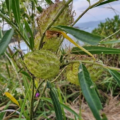 Unidentified Other Shrub at Port Macquarie, NSW - 30 Dec 2024 by trevorpreston