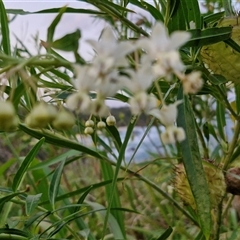 Gomphocarpus physocarpus at Port Macquarie, NSW - 30 Dec 2024 07:47 PM