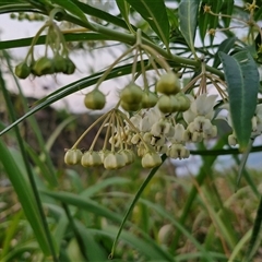 Gomphocarpus physocarpus at Port Macquarie, NSW - 30 Dec 2024