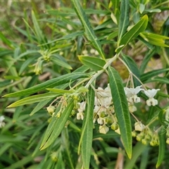 Gomphocarpus physocarpus at Port Macquarie, NSW - 30 Dec 2024