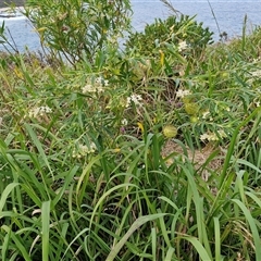 Gomphocarpus physocarpus at Port Macquarie, NSW - 30 Dec 2024