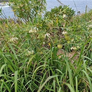 Gomphocarpus physocarpus at Port Macquarie, NSW - 30 Dec 2024