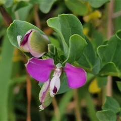 Polygala myrtifolia (Myrtle-leaf Milkwort) at Port Macquarie, NSW - 30 Dec 2024 by trevorpreston