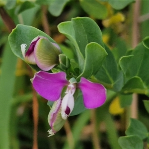 Polygala myrtifolia at Port Macquarie, NSW - 30 Dec 2024 07:47 PM