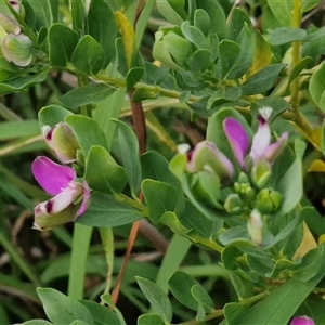 Polygala myrtifolia at Port Macquarie, NSW - 30 Dec 2024 07:47 PM