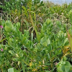 Polygala myrtifolia at Port Macquarie, NSW - 30 Dec 2024 07:47 PM