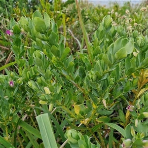 Polygala myrtifolia at Port Macquarie, NSW - 30 Dec 2024 07:47 PM