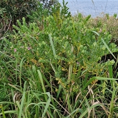 Polygala myrtifolia at Port Macquarie, NSW - 30 Dec 2024 07:47 PM