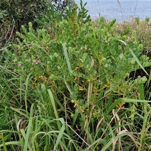 Polygala myrtifolia at Port Macquarie, NSW - 30 Dec 2024 07:47 PM