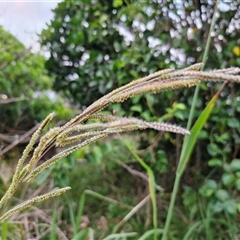 Paspalum dilatatum at Port Macquarie, NSW - 30 Dec 2024 by trevorpreston