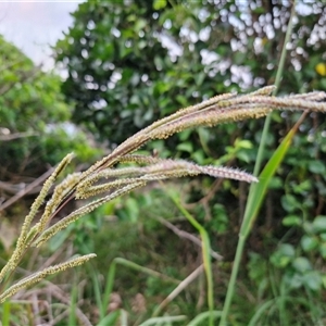 Paspalum dilatatum at Port Macquarie, NSW - 30 Dec 2024