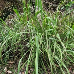 Paspalum dilatatum at Port Macquarie, NSW - 30 Dec 2024