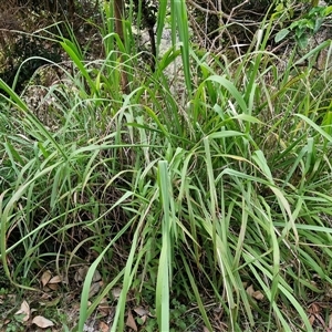 Paspalum dilatatum at Port Macquarie, NSW - 30 Dec 2024 07:46 PM