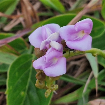 Canavalia rosea (Coastal Jack Bean) at Port Macquarie, NSW - 30 Dec 2024 by trevorpreston