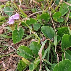 Canavalia rosea at Port Macquarie, NSW - 30 Dec 2024 07:44 PM