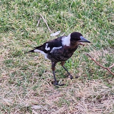 Gymnorhina tibicen (Australian Magpie) at Port Macquarie, NSW - 30 Dec 2024 by trevorpreston