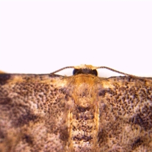 Idaea ferrilinea at Hackett, ACT - 30 Dec 2024