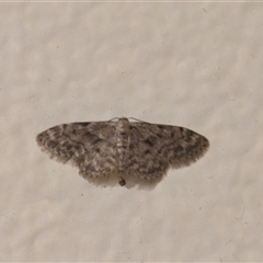 Idaea ferrilinea at Hackett, ACT - 30 Dec 2024