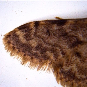 Idaea ferrilinea at Hackett, ACT - 30 Dec 2024