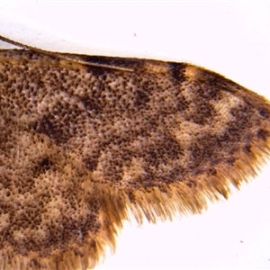 Idaea ferrilinea at Hackett, ACT - 30 Dec 2024