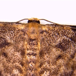 Idaea ferrilinea at Hackett, ACT - 30 Dec 2024