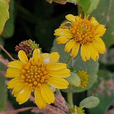 Unidentified Daisy at Port Macquarie, NSW - 30 Dec 2024 by trevorpreston