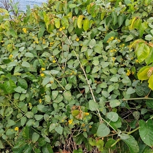 Wollastonia uniflora at Port Macquarie, NSW - 30 Dec 2024