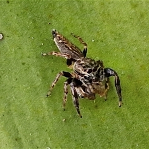 Unidentified Jumping or peacock spider (Salticidae) at Port Macquarie, NSW by trevorpreston