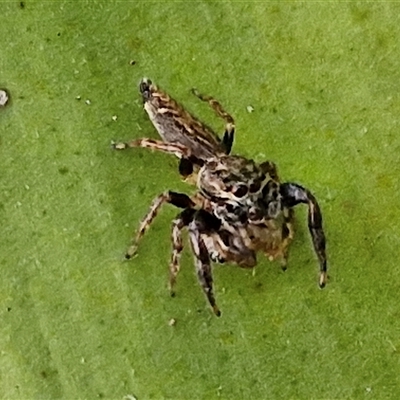 Unidentified Jumping or peacock spider (Salticidae) at Port Macquarie, NSW - 30 Dec 2024 by trevorpreston