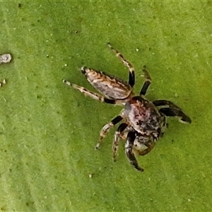 Opisthoncus sp. (genus) at Port Macquarie, NSW - 30 Dec 2024 07:40 PM