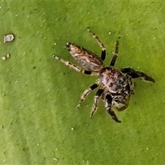 Opisthoncus sp. (genus) at Port Macquarie, NSW - 30 Dec 2024 07:40 PM