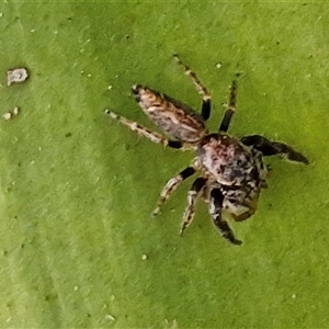 Opisthoncus sp. (genus) at Port Macquarie, NSW - 30 Dec 2024 07:40 PM