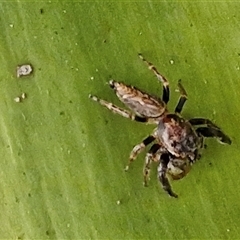 Opisthoncus sp. (genus) at Port Macquarie, NSW - 30 Dec 2024 07:40 PM