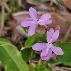 Unidentified Other Wildflower or Herb at Port Macquarie, NSW - 30 Dec 2024 by trevorpreston