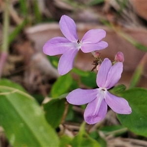 Pseuderanthemum variabile at Port Macquarie, NSW - 30 Dec 2024 07:40 PM