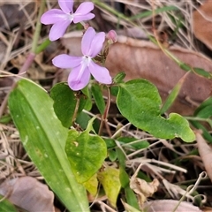 Pseuderanthemum variabile at Port Macquarie, NSW - 30 Dec 2024 07:40 PM